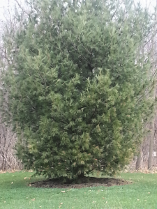 Mulched Pine Tree