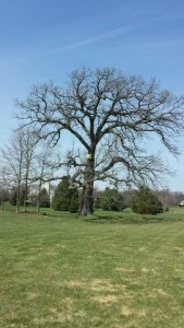 Helping to protect McHenry County's Large Oaks
