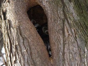 raccoon's nest