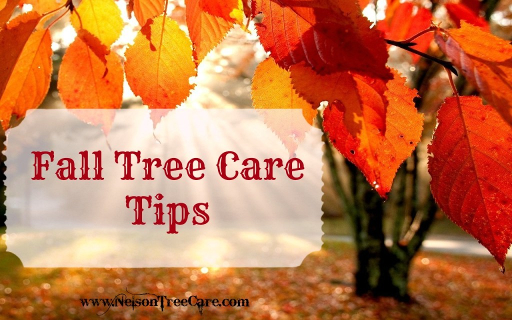 fall tree care tips