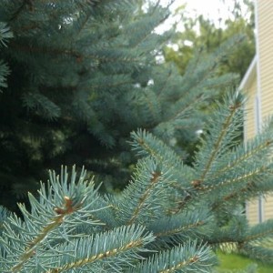 blue spruce with fertilizers