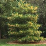 Pine Tree Yellowing